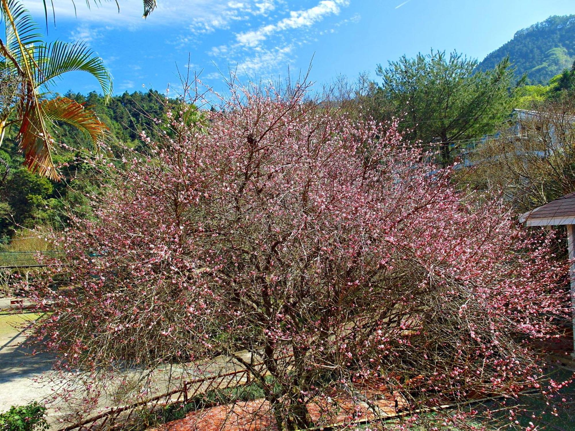 Li Jin Kuan Homestay Nanzhuang Εξωτερικό φωτογραφία
